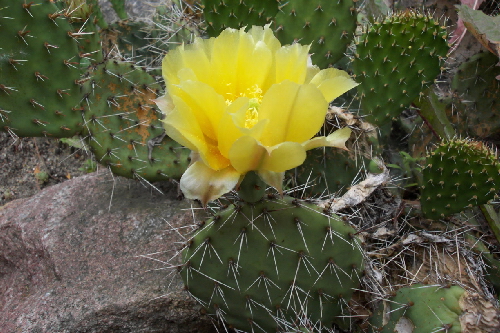 opuntia cynochila v.montana hu 1771 (4)